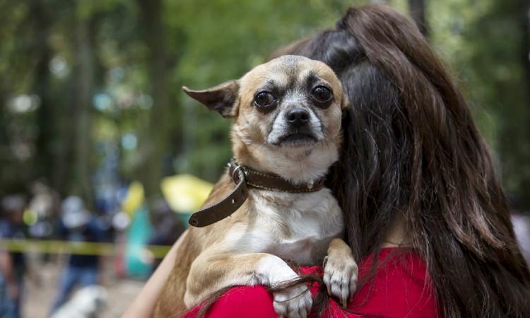 GPTWW - Fraude de mascotas; así te engañan y se quedan con tu dinero